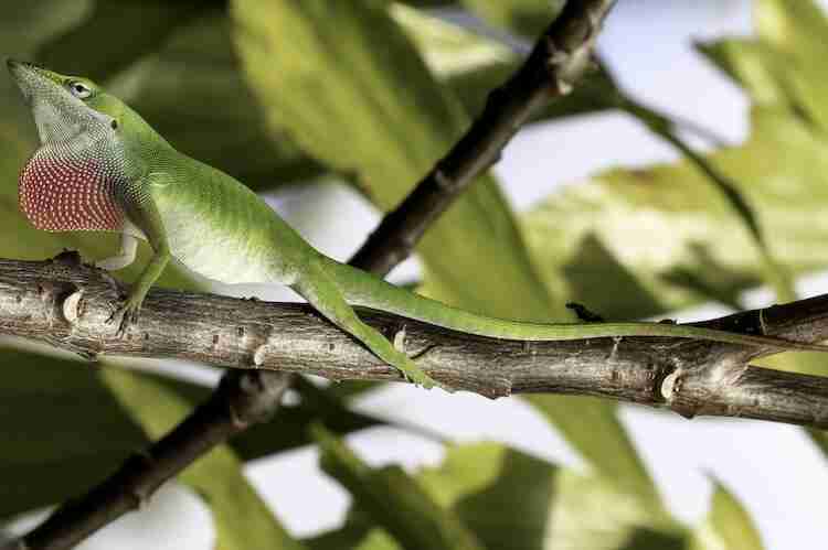 green anole lizard on tree