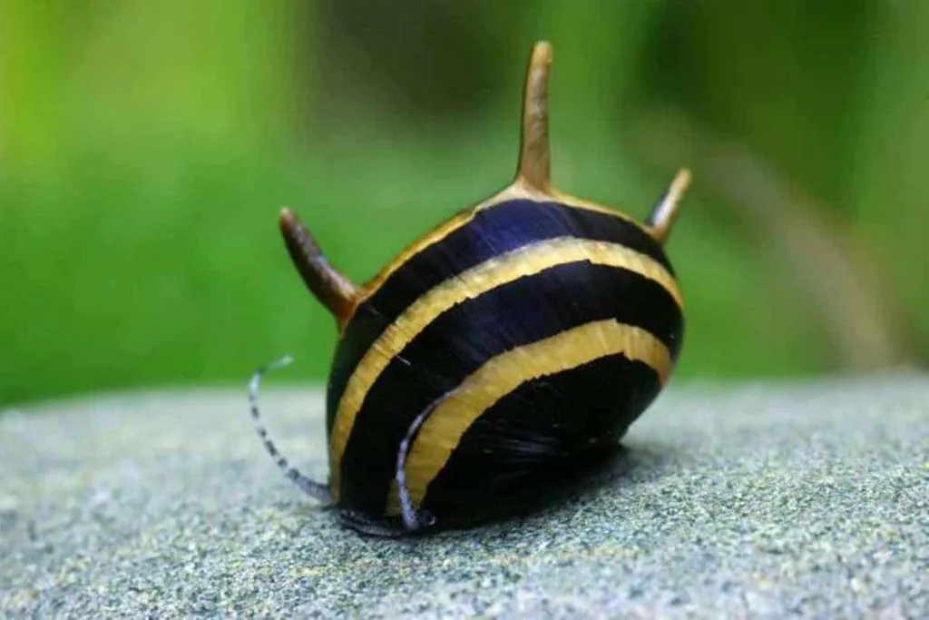 What dWhat do nerite snails eat besides algae? eat besides algae?
