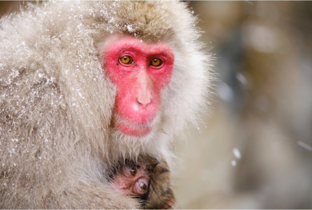 snow monkey with baby