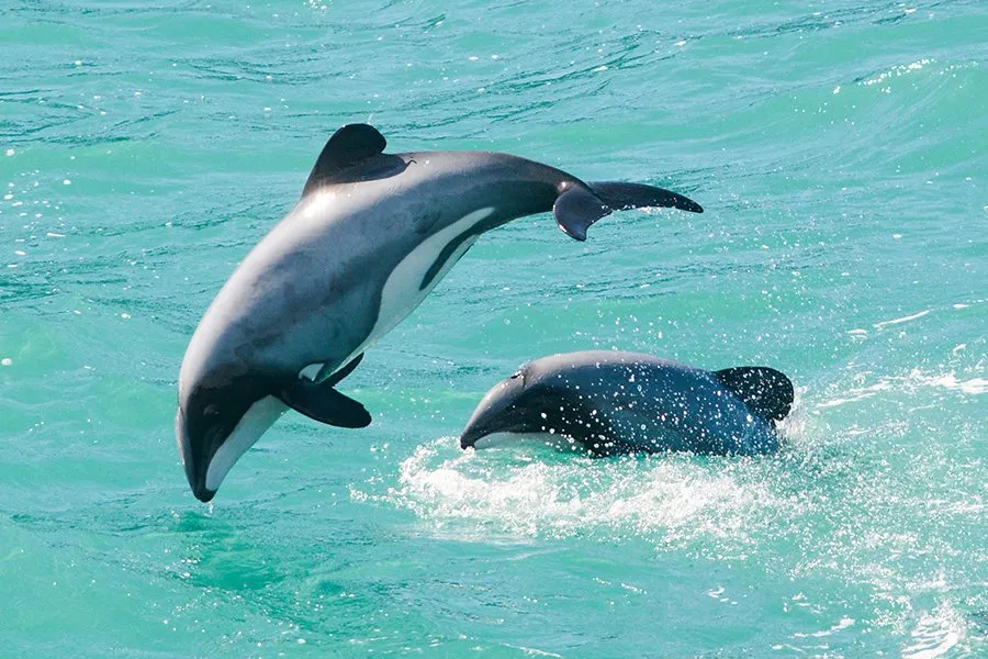 How big do hector's dolphins get?