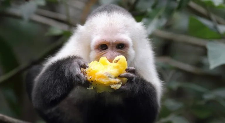 What Do Capuchin Monkeys Eat?