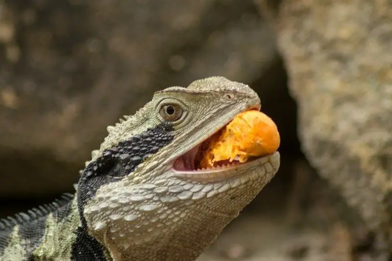 small lizard eating fruit