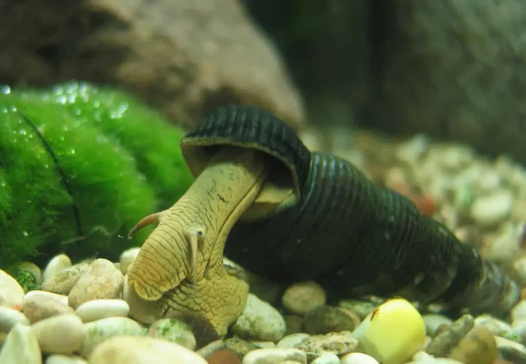 Do assassin snails eat fish?
