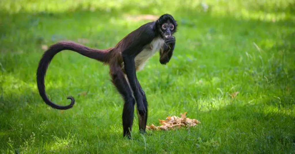 spider monkeys eating fruit