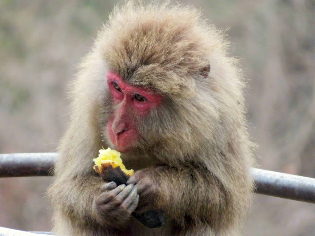 snow monkey eating