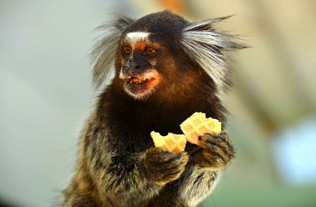 marmoset monkey eating banana