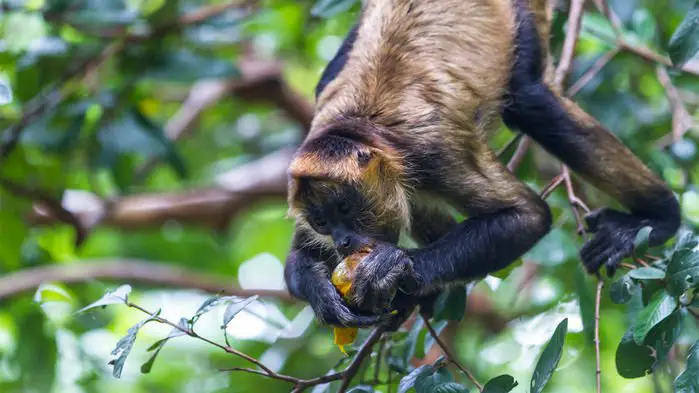 spider monkey eating fruit