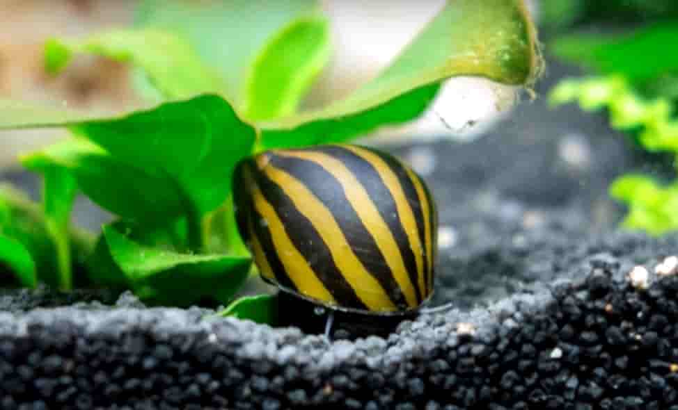 Do nerite snails eat zucchini?