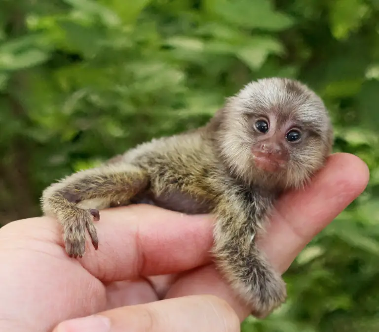 What Do Finger Monkeys Eat?