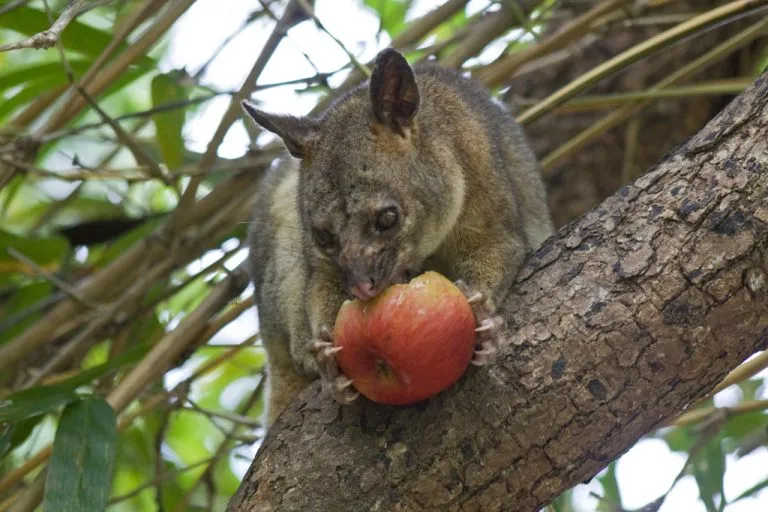 What Fruit Do Possums Eat?