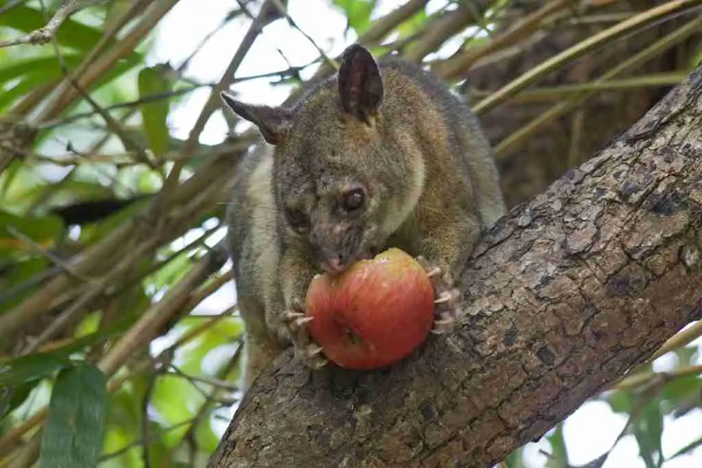possum eating fruit
