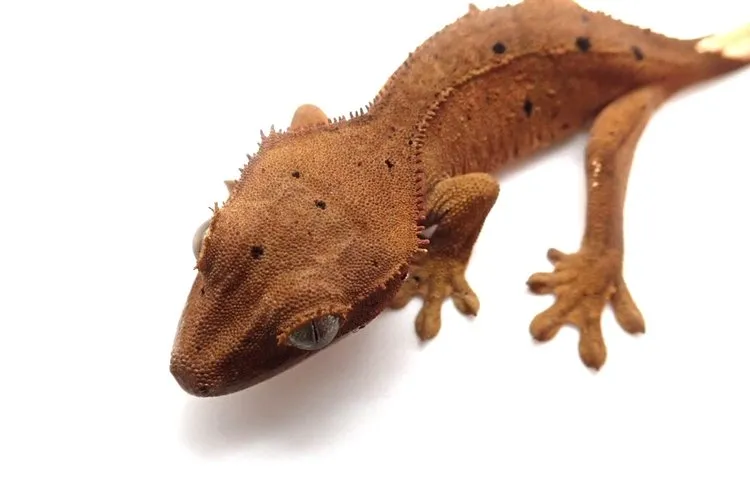 What do leopard geckos eat as babies?