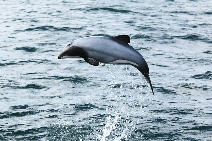 Do hector dolphins live in