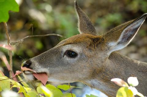 How often do Whitetail deer eat?