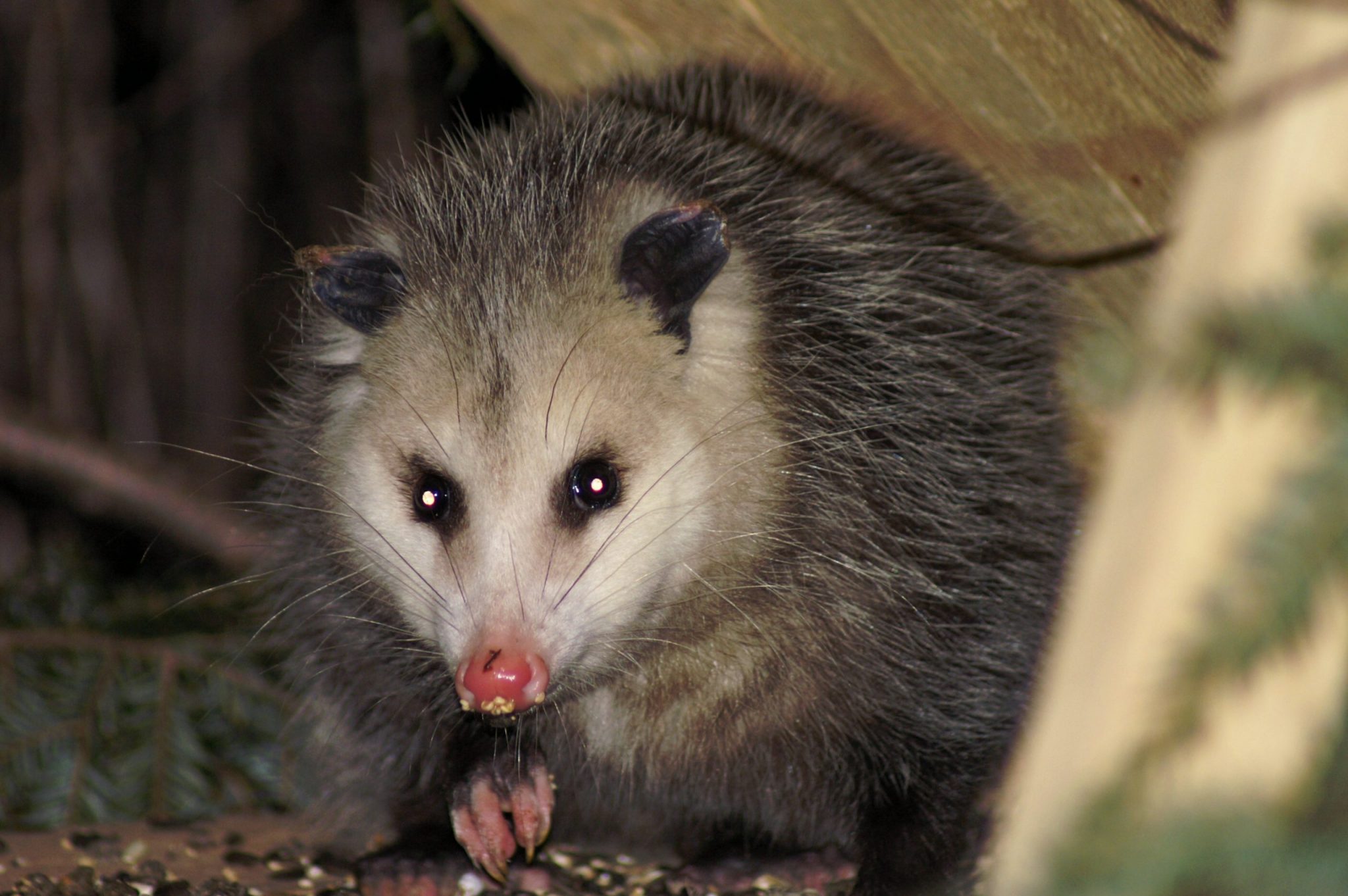 What Do Possums Eat In Winter?