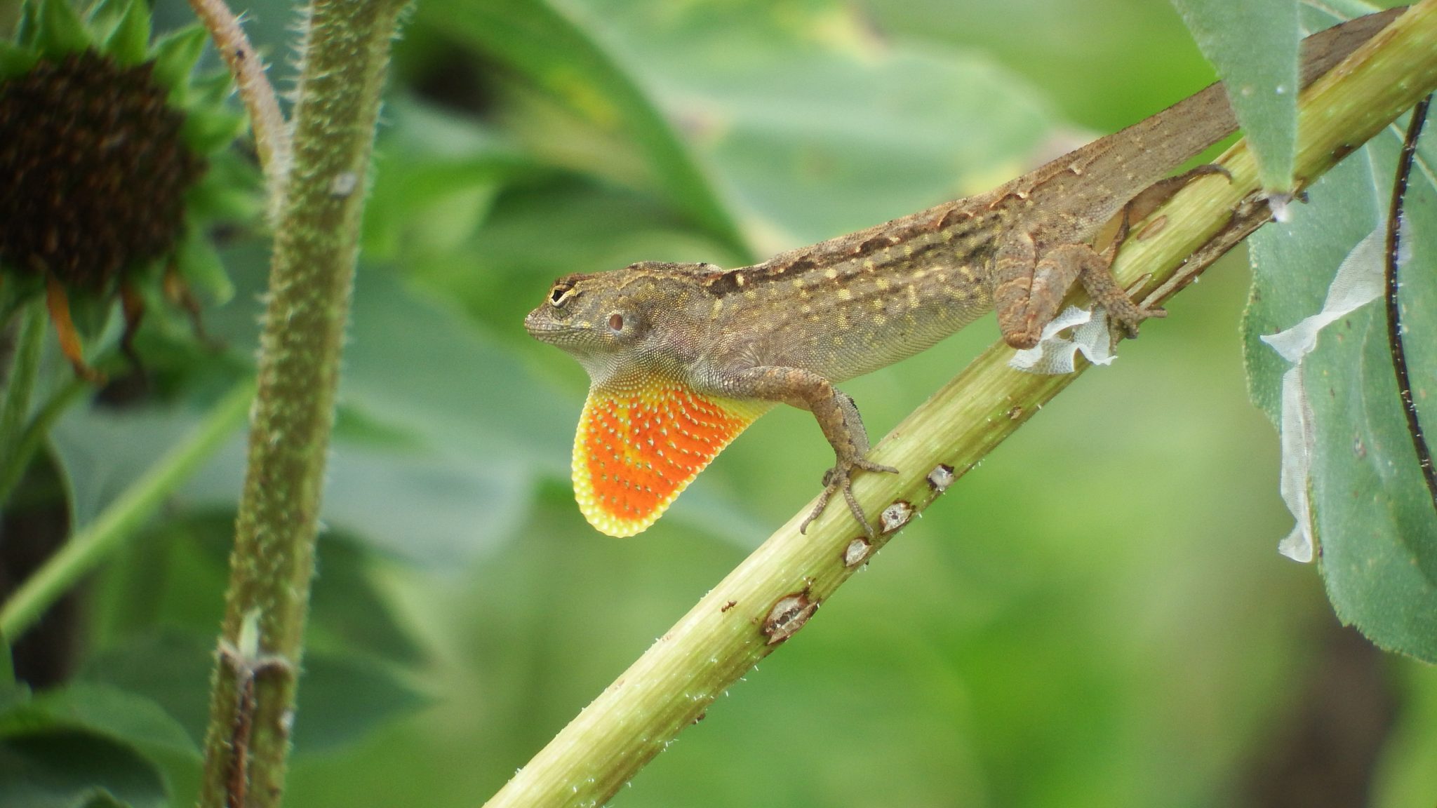 What Do Anole Lizards Eat?