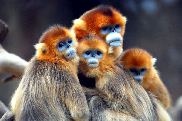 snub nosed golden monkey with baby monkeys
