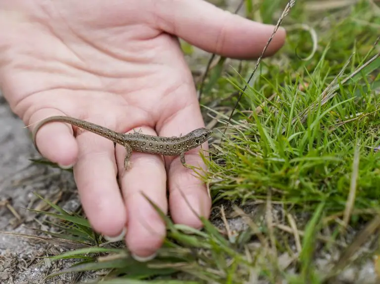 What Do Wild Lizards?