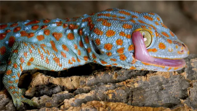 What do baby tokay geckos eat?