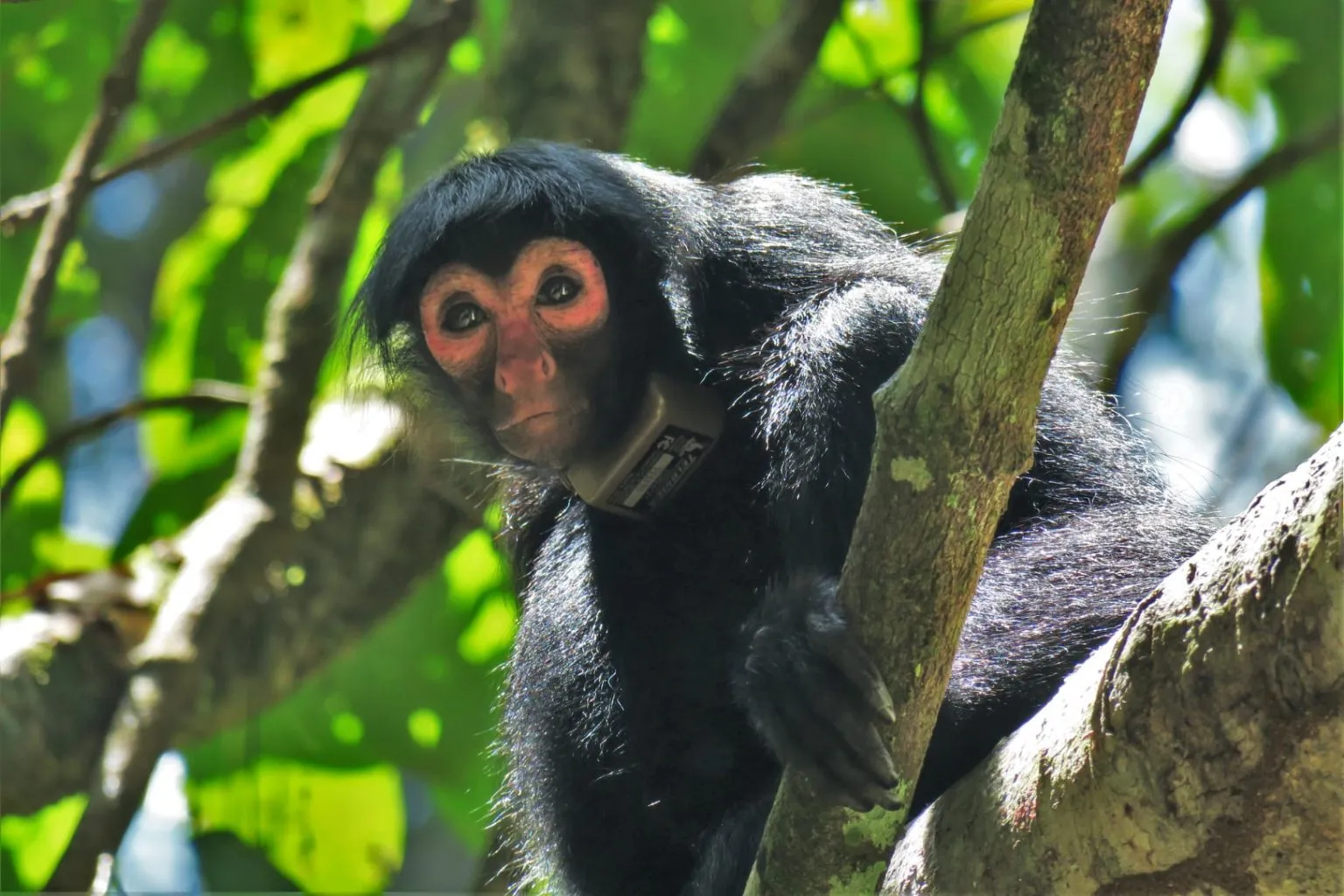 What Do Black Spider Monkeys Eat?
