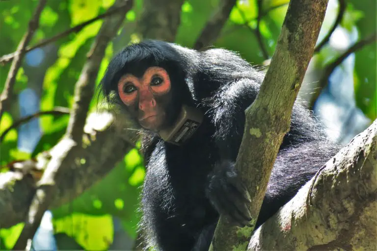 What Do Black Spider Monkeys Eat?