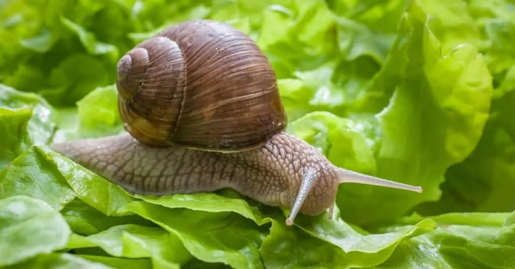 Do all snails eat plants?