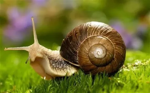 what do water snails eat