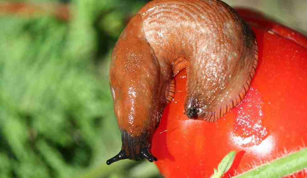 garden slug eating plant