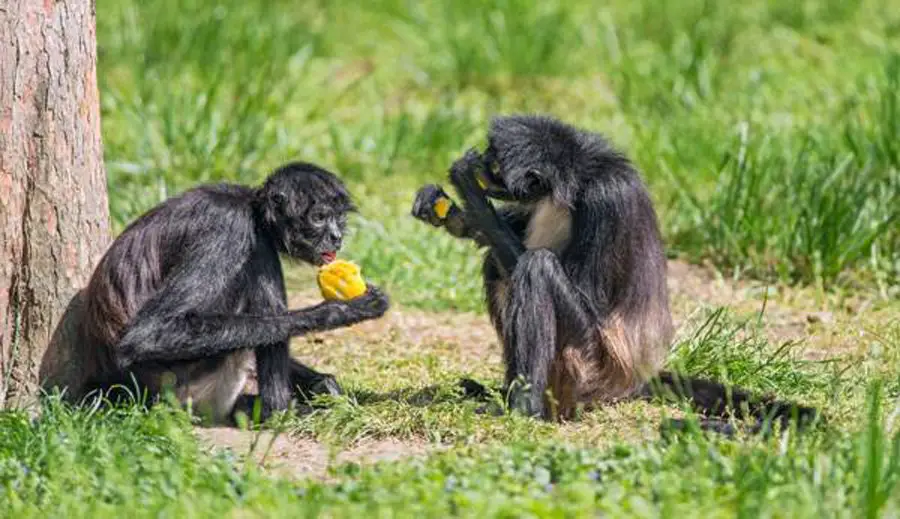 spider monkeys eating fruits