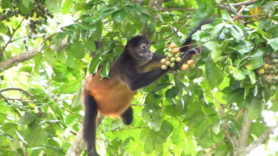 Howler monkey eating fruits