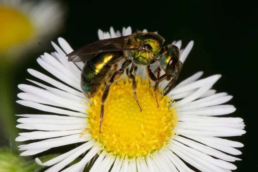 Where do sweat bees make their nests?