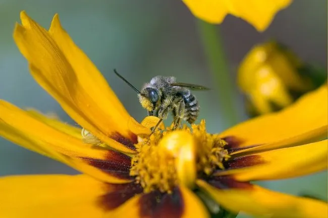 Do sweat bees have a purpose?