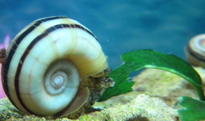Do ramshorn snails carry diseases?