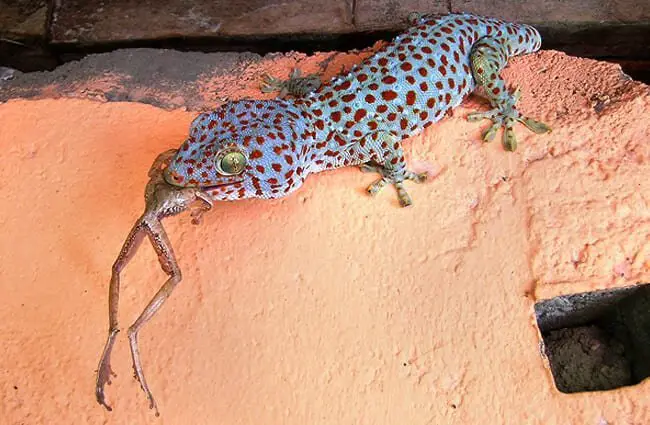 Do tokay geckos eat at night?