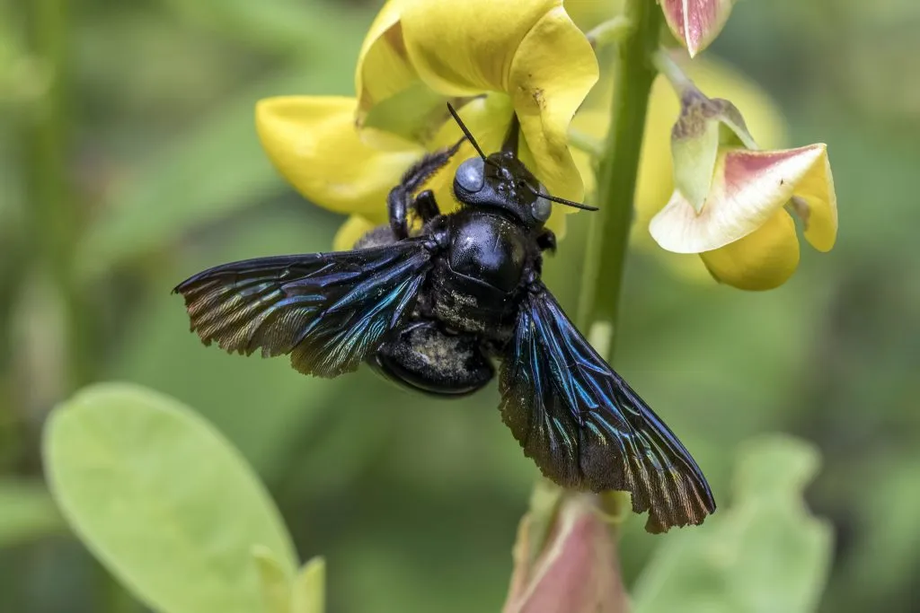 What do female Carpenter Bees eat?