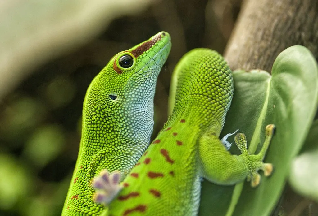 Where do geckos live?