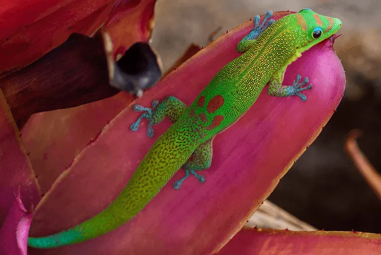 Do all geckos live in warm climates?