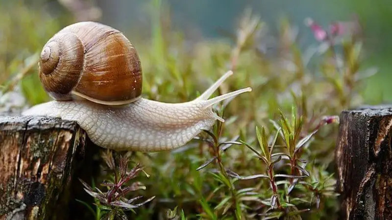 What do black garden snails eat in the wild?