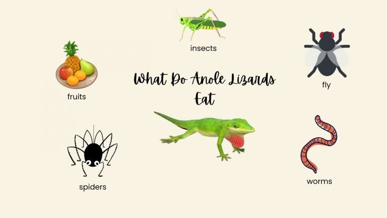 What Do Anole Lizards Eat