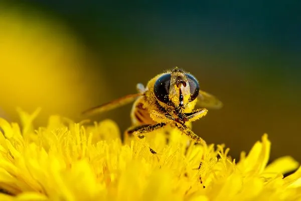Can a sweat bee sting you?