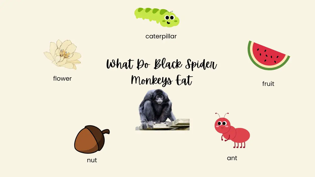 what-do-black-spider-monkeys-eat