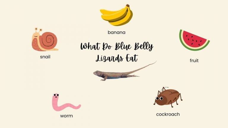 What Do Blue Belly Lizards Eat