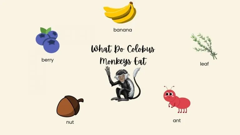 WHAT DO COLOBUS MONKEYS EAT?
