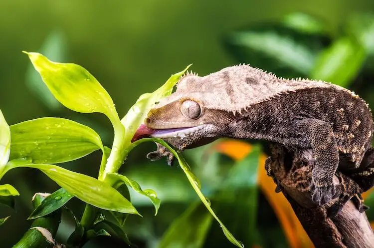 What can you feed geckos?