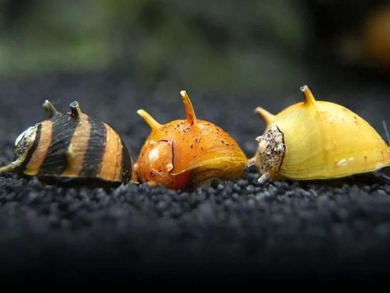 What Do River Snails Eat?