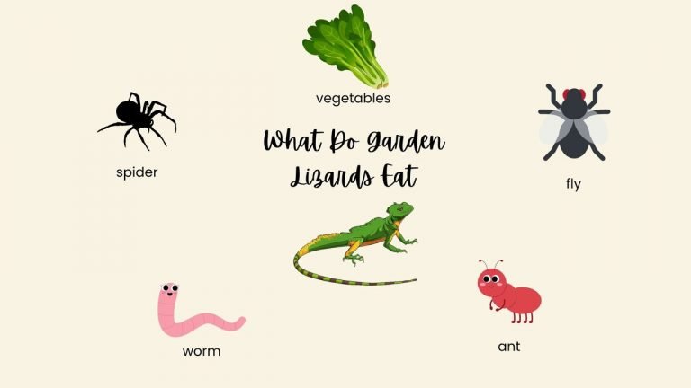 What Do Garden Lizards Eat