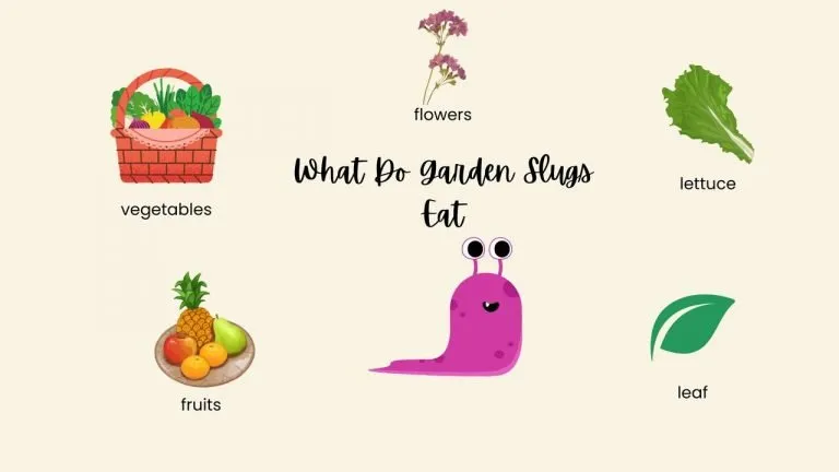 What Do Garden Slugs Eat