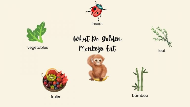 What Do Golden Monkeys Eat