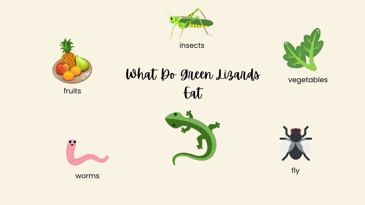 What Do Green Lizards Eat?