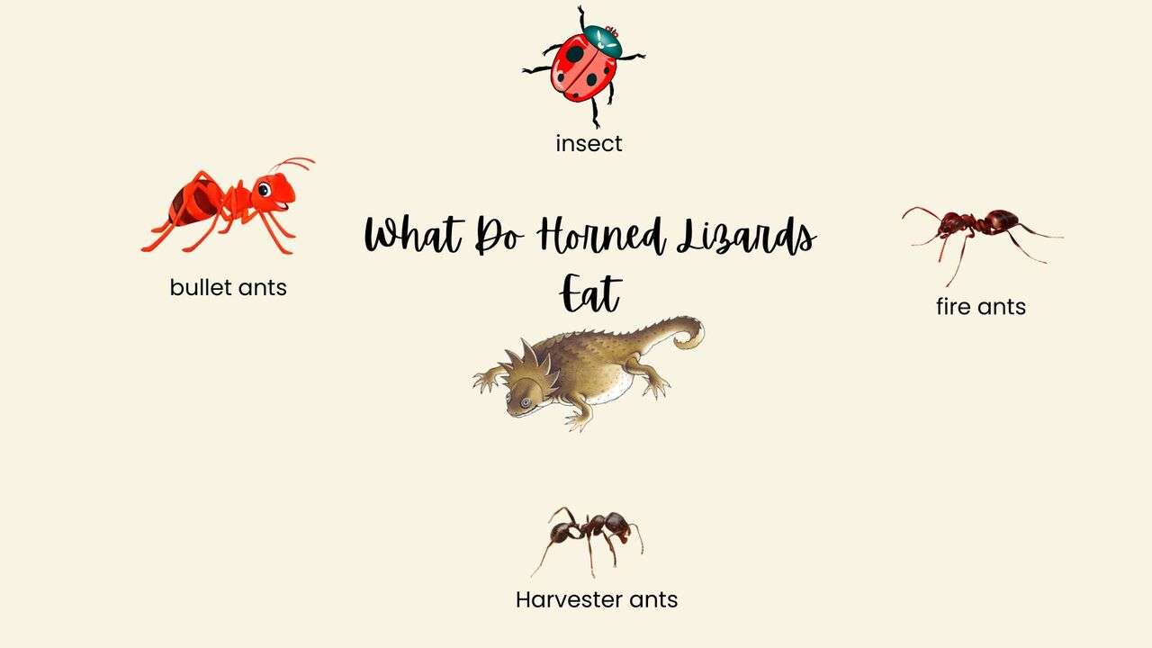 What Do Horned Lizards Eat?